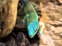 -Zoolung Zoolung动物主题公园(海信广场店)