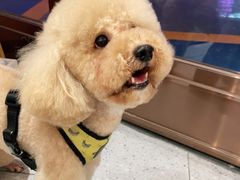 -FAELING PETS美天灵宠物(富力广场店)