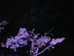 -鸡鸣寺