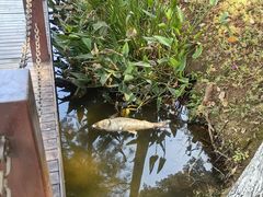 -重庆彩云湖湿地公园