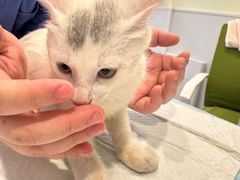 -艾吉宠物医院·疑难杂症转诊中心·猫友好(碧江路院)