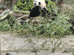 -都江堰中华大熊猫苑