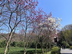 -灵隐飞来峰景区