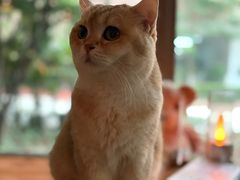 -咖法森林·咖啡  酒吧(天河店)