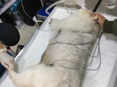 -邢大夫动物医院