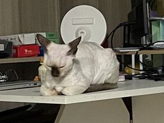 -艾贝尔宠物医院·24H转诊中心·肿瘤猫专科(江宁双龙店)
