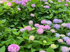 -上海共青森林公园