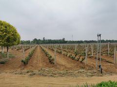 -北京张裕爱斐堡酒庄