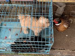 -桂林市花鸟市场