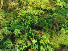 -国家植物园南园