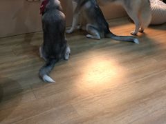 -Husky Go! 哈士奇体验馆·宠物咖啡厅狗咖