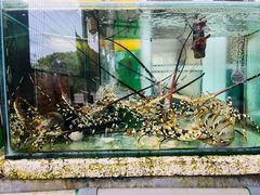 -仙本那小型鱼市