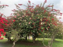 -中国科学院西双版纳热带植物园