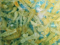 -前王院•巧克力海鲜市集餐厅(万平口店)