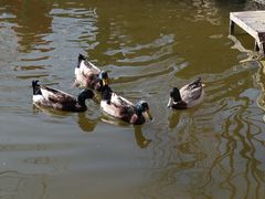 景点-南宫五洲植物乐园