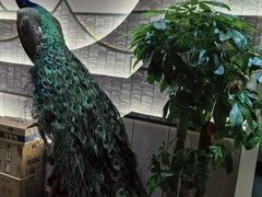 -凤膳轩·天麻土鸡汤滋补火锅(大明宫西店)