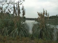 -白鹭湾湿地公园