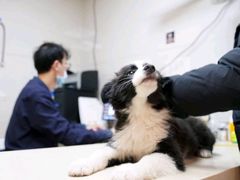 -爱侣·安琦尔宠物医院·中兽医针灸·心内科·狂犬免疫点(宝山区院)
