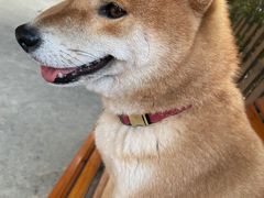 -柴犬高等学院·狗咖·柴犬售卖·宠物训练