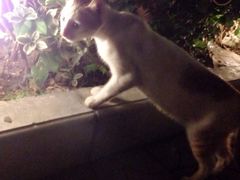 iphone_upload_pic-吉事利茶餐厅