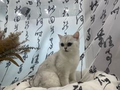-爱洗澡的猫(望京店)