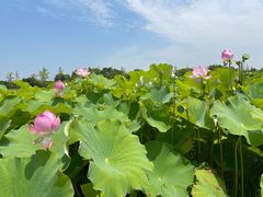 -嘉北郊野公园