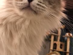 -共舞时光猫咖·狗咖(新街口店)