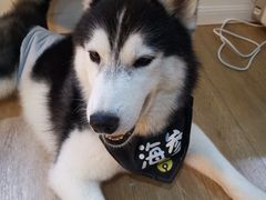 -Husky Go! 哈士奇体验馆·宠物咖啡厅狗咖