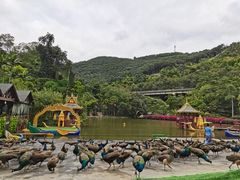 -西双版纳原始森林公园
