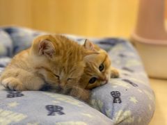 -momokira米努特·德文卷毛猫·棉花面纱犬