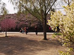 -群力丁香公园