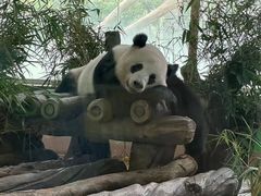 -广州动物园