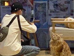 -藏猫猫咖啡主题馆(中央大道店)