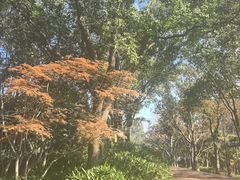 -金鸡湖桃花岛