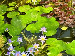 -国家植物园南园