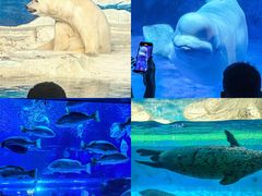 -海合安天津极地海洋公园