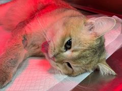 -爱诺耐芙动物医院(万博店)