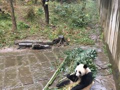 -中国大熊猫保护研究中心雅安碧峰峡基地