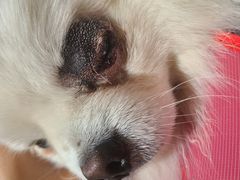 -美联众合动物医院·24h京西诊疗中心