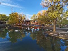 -金塔沙漠胡杨林景区