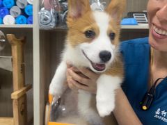 -嘉馨宠物医院·CT影像转诊·心脏科·犬猫全科诊疗中心(下沙大学城院区)