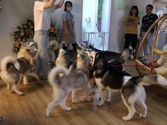 -Husky Go! 哈士奇体验馆·宠物咖啡厅狗咖