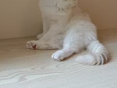 -滚猫咖啡·猫咖·猫友好撸猫(未来城店)