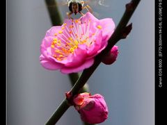 -北京鹫峰国家森林公园