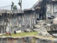 -武汉动物园