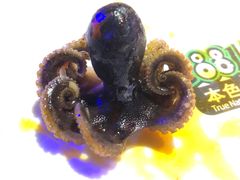 -1881本色主题餐厅(鹏欣·水游城店)