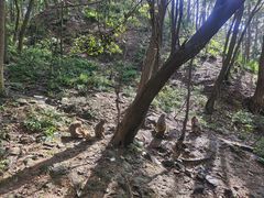 -黔灵山公园