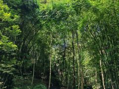 -凤栖山