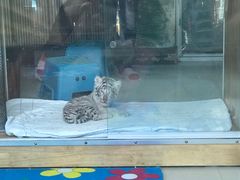 -大连森林动物园