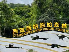 -西双版纳原始森林公园